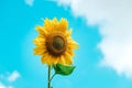 Blooming sunflower on a background blue sky. Copy, empty space for text Royalty Free Stock Photo