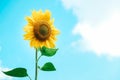 Blooming sunflower on a background blue sky. Copy, empty space for text Royalty Free Stock Photo