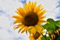 Blooming sunflower in the background with blue sky