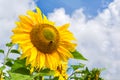 Blooming sunflower with bee, close up Royalty Free Stock Photo