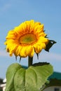 A blooming sunflower on a blue sky background. Beautiful yellow flower in the garden. Close-up, Sunny day Royalty Free Stock Photo
