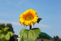 A blooming sunflower on a blue sky background. Beautiful yellow flower in the garden. Close-up, Sunny day Royalty Free Stock Photo