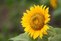 Blooming sunflower bokeh background