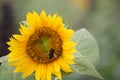 Blooming sunflower bokeh background