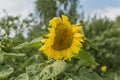 Blooming sunflower in the carden Royalty Free Stock Photo