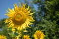 Blooming sunflower close-up against the blue sky and green trees. Royalty Free Stock Photo