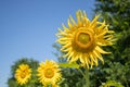 Blooming sunflower close-up against the blue sky and green trees. Royalty Free Stock Photo