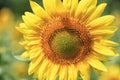 Blooming sunflower close-up in the field on a blurred background of green leaves Royalty Free Stock Photo