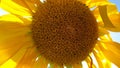 A blooming sunflower close-up with petals illuminated by the sun