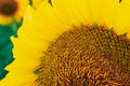 Blooming sunflower closeup with blurred background Royalty Free Stock Photo