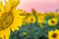 Blooming sunflower closeup on blurred background sunset field Royalty Free Stock Photo