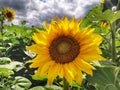 Blooming sunflower on a farm field