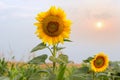 Blooming sunflower on field against the sky in the morning Royalty Free Stock Photo