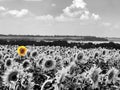 Blooming sunflower field is completely black and white except fo Royalty Free Stock Photo