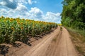 Blooming sunflower field and country road. Sunflowers field and blue sky with white and gray clouds background Royalty Free Stock Photo