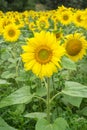 Blooming sunflower field at the edge of the forest Royalty Free Stock Photo