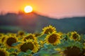 Blooming sunflower field landscape with the Sun at the sunset time in the summer. Field of blooming sunflowers at sunset. Royalty Free Stock Photo