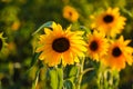 Bee approaching sunflower Royalty Free Stock Photo