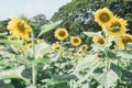 Blooming sunflower field Royalty Free Stock Photo