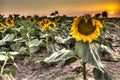 Blooming sunflower field at sunset