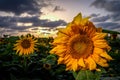 Sunflower blooming on sunset Royalty Free Stock Photo
