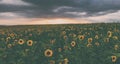 Blooming sunflower field at sunset time Royalty Free Stock Photo