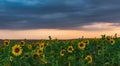 Blooming sunflower field at sunset time Royalty Free Stock Photo