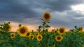 Blooming sunflower field at sunset time Royalty Free Stock Photo