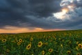 Blooming sunflower field at sunset time Royalty Free Stock Photo