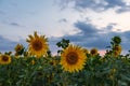 Blooming sunflower field at sunset time Royalty Free Stock Photo