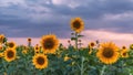 Blooming sunflower field at sunset time Royalty Free Stock Photo