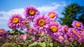 Blooming Sunflower Fields With Purple And Pink Varieties