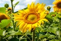 Blooming sunflower. Flowers yellow sunflower facing the sky close-up Royalty Free Stock Photo