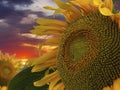 A blooming sunflower hat on the background of a colorful sunset. Close-up of a sunflower flower with beautiful petals. A beautiful Royalty Free Stock Photo