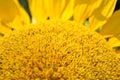 Blooming sunflower plant close up macro detail with petals, natural organic Royalty Free Stock Photo