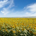 Blooming sunflower plantation