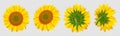 Blooming sunflower. Realistic vector sunflowers isolated on transparent background