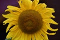 Blooming sunflower. Small flowers inside the sepals. Large yellow petals at the edges.