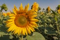 Blooming sunflower in the summer against the background of the field and the blue sky. Close-up Royalty Free Stock Photo