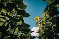 Blooming sunflower on a sunny day against blue sky