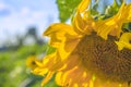 Blooming sunflower in sunny day on the sky background Royalty Free Stock Photo