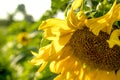 Blooming sunflower in sunny day on the sky background Royalty Free Stock Photo