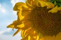 Blooming sunflower in sunny day on the sky background Royalty Free Stock Photo