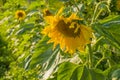 Blooming sunflower in sunny day on the sky background Royalty Free Stock Photo