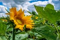 Blooming sunflower under cloudy summer sky