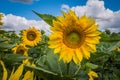 Blooming sunflower under cloudy summer sky