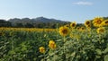 Blooming golden sunflower field in the valley Royalty Free Stock Photo