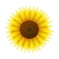 A blooming sunflower on a white background