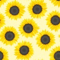 Blooming sunflower on yellow background. Floral seamless pattern. Royalty Free Stock Photo