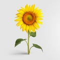 Blooming sunflower with yellow petals, standing on a green stem with leaves, isolated on a white background Royalty Free Stock Photo
